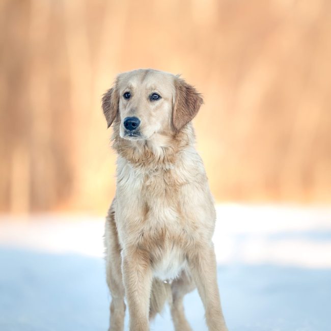 Rose Of Sherwood Windy Knoll Goldens