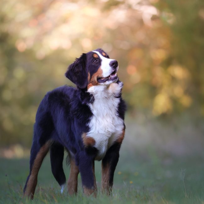 Emmy Windy Knoll Goldens Bernese Mountain Dog Bernese Mountain Dog Sitting in a field in Maine