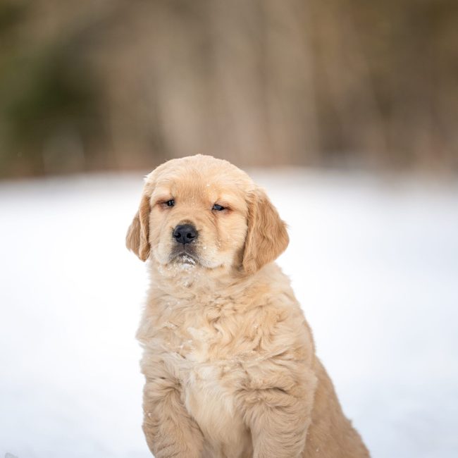 Golden Retriever Puppy