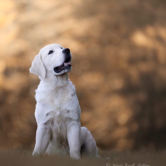 English Cream Golden Retriever sitting in a field in Maine