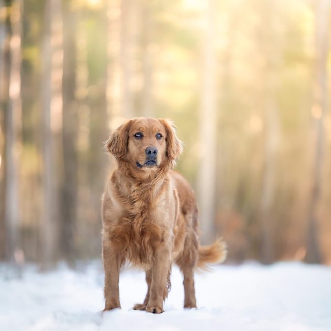 Clover Windy Knoll Goldens AKC Dark Red Golden Retriever Breeders In Maine