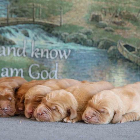 Golden Retriever Puppies
