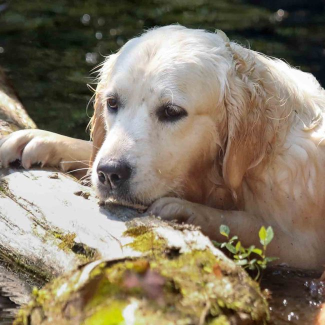 Cotton AKC registered elegant English Cream Golden Retriever of Windy Knoll Goldens in Boston
