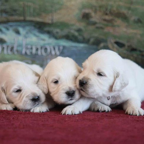 English Cream Puppies