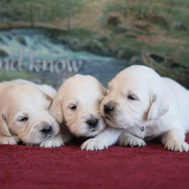 English Cream Puppies
