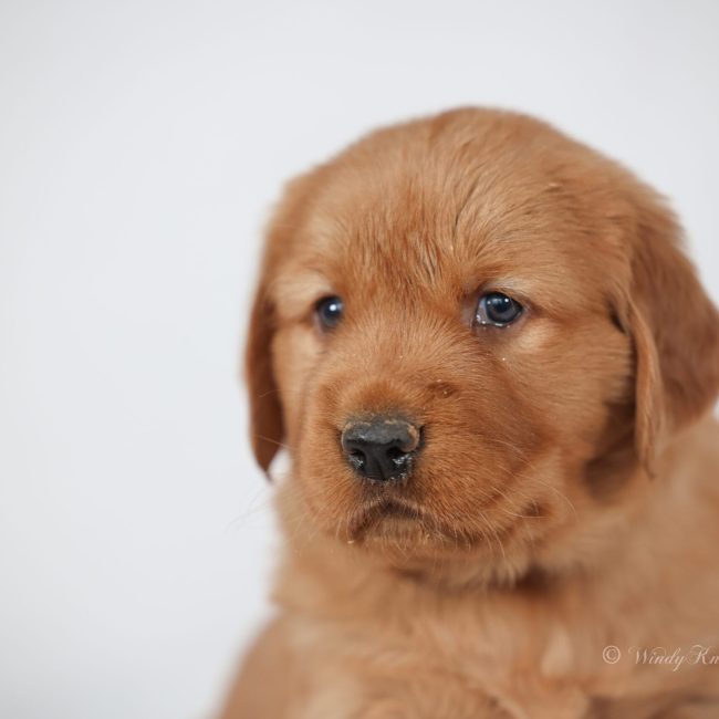 Dark Red Golden Retriever Breeders For Sale in NH Windy Knoll Goldens