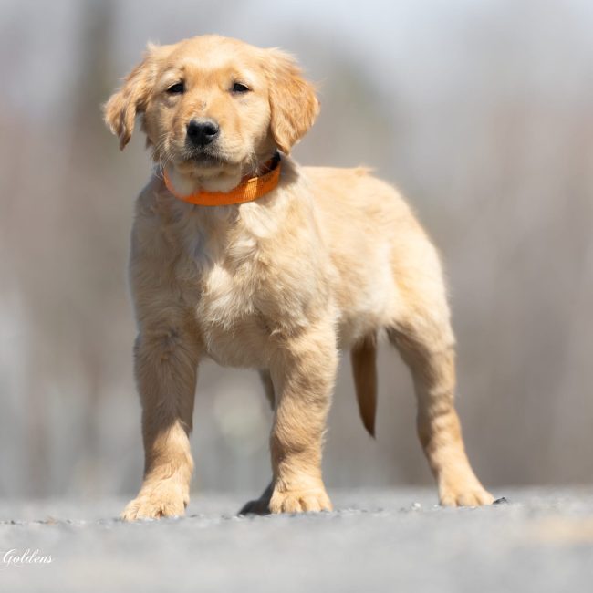 Duke Windy Knoll Goldens Puppy in Maine