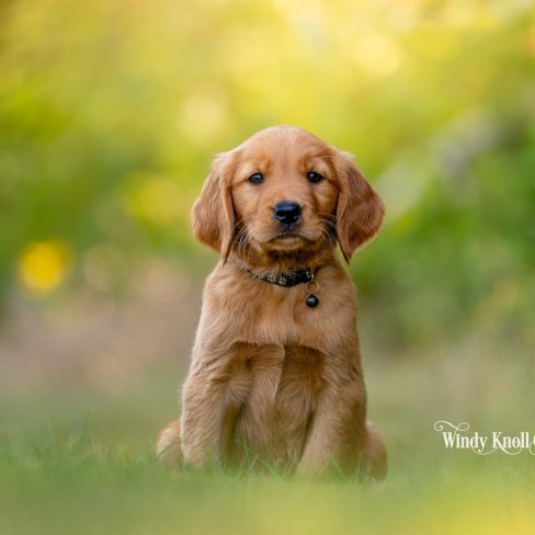 dark red puppies