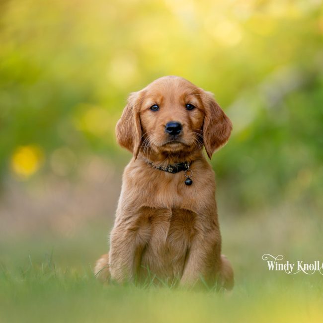 dark red puppies