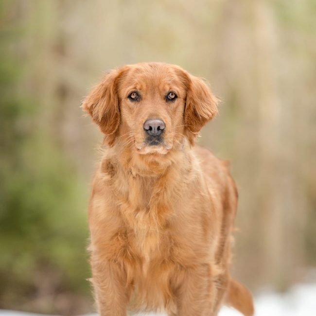 Ellamea Windy Knoll Goldens AKC Golden Retriever Breeders in Maine