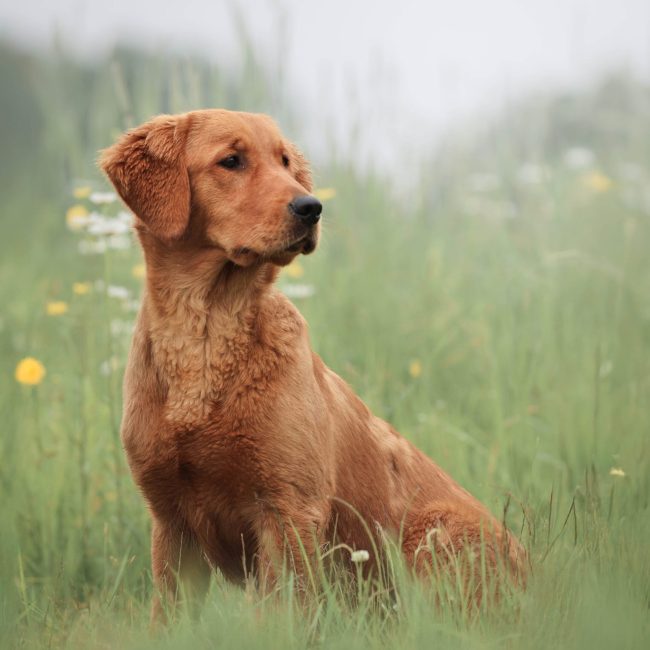 Emerald Windy Knoll Goldens AKC Golden Retriever Puppy For Sale in Maine