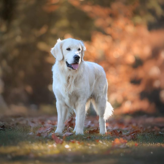 English Cream Golden Retriever Stud in Maine