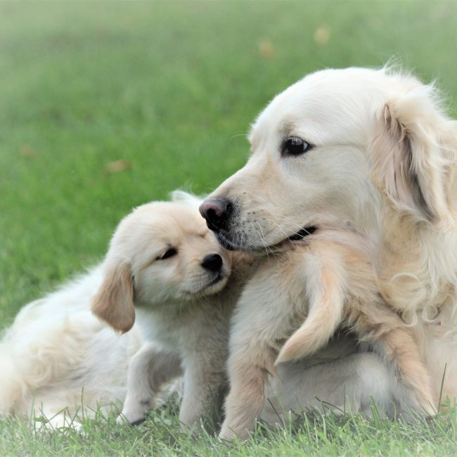 European English Cream AKC Golden Retriever Dorrie