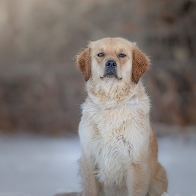Fanny Of Windy Knoll Goldens