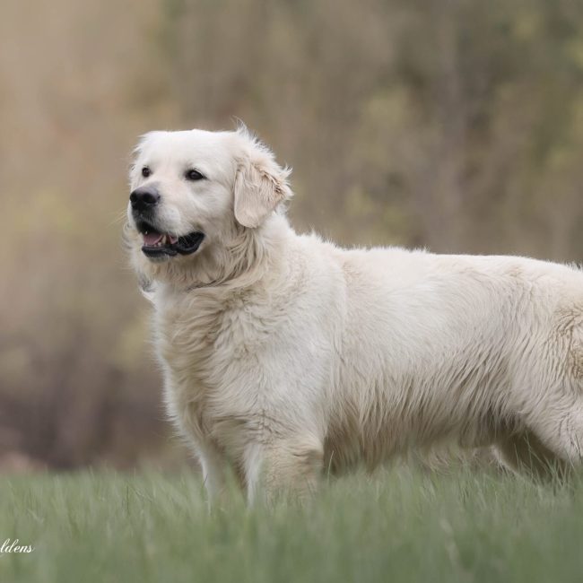 Freddy AKC Golden Retriever