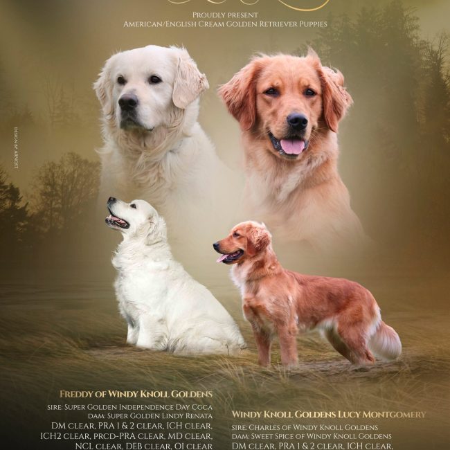 Fredy & Lucy Windy Knoll Goldens