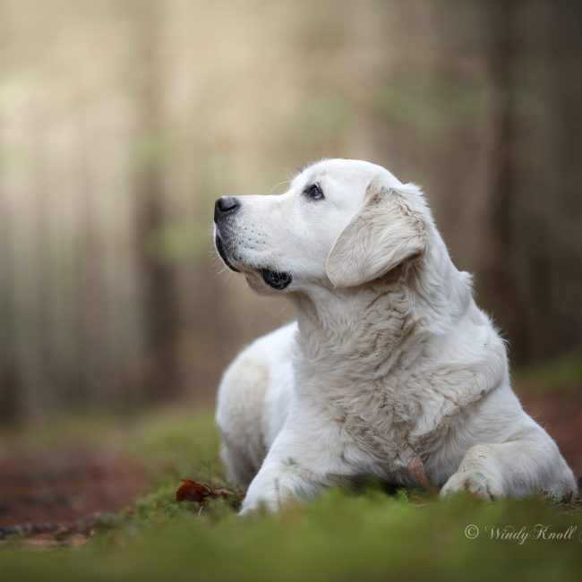 Freedom Windy Knoll Goldens English Cream in Maine