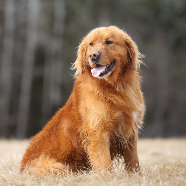 George Windy Knoll Goldens AKC Dark Red Golden Retriever Stud in Maine George Windy Knoll Goldens AKC Dark Red Golden Retriever Stud in Maine