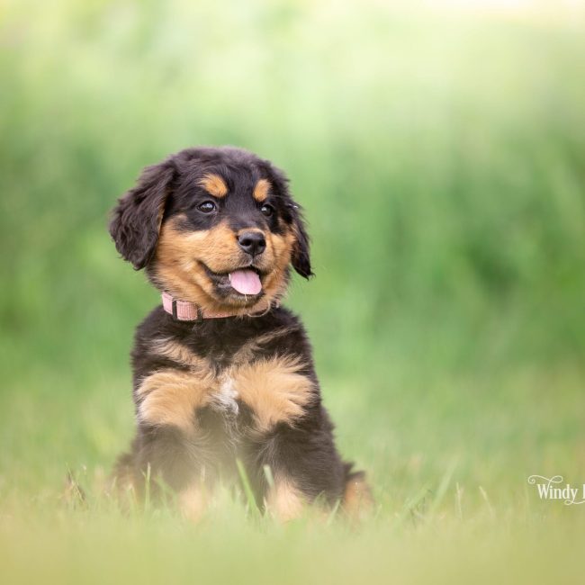 A golden mountain dog puppy with a black coat and tan markings on its chest and paws, sitting in the grass with green foliage behind it at Windy Knoll Goldens in Bradford, Maine, the cross families weigh up when they compare golden mountain dog vs bernese.