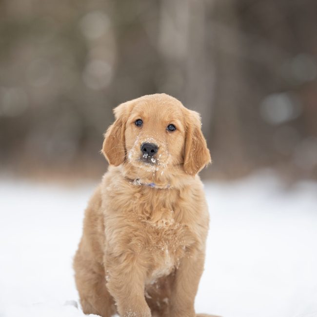 Golden Retriever Breeders in Maine Windy Knoll Goldens