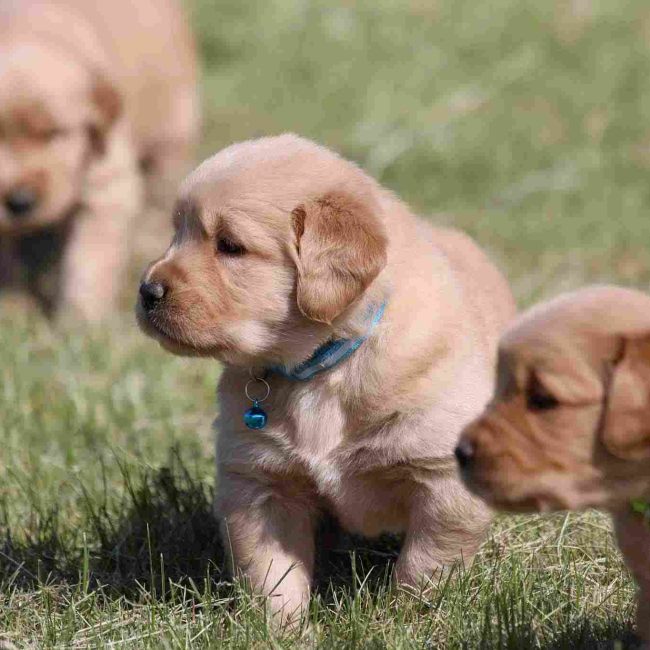 Goldie'sPups-1-2