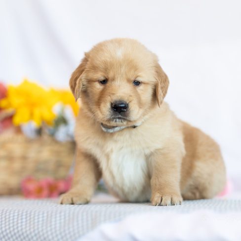 Gray Collar Male WIindy Knoll Goldens AKC Breeders in NH