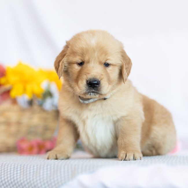 Gray Collar Male WIindy Knoll Goldens AKC Breeders in NH