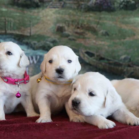 English Cream Puppies