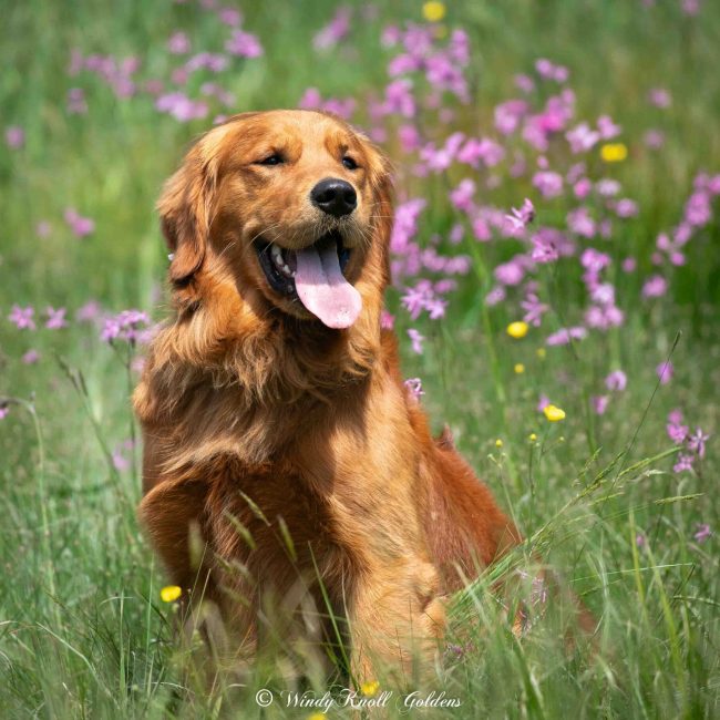 Henry AKC Stud Dog of Windy Knoll Goldens in New England
