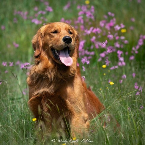 Henry AKC Windy Knoll Goldens Stud Dog in Maine