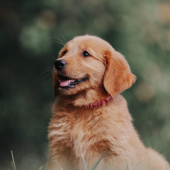 Josie AKC Dark Red Golden Retriever Breeder Near Me in New England Josie AKC Dark Red Golden Retriever Breeder Near Me in New England