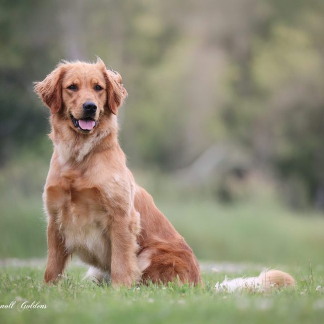 Lucy Windy Knoll Goldens
