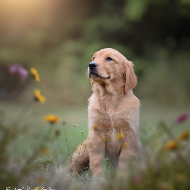 Maggie AKC Dark Red Golden Retriever Puppy For Sale in Maine