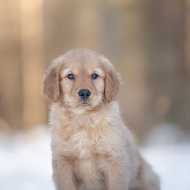 Golden retriever puppy in Maine