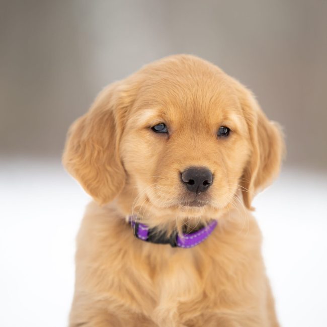 Maine Golden Retriever Puppies For Sale in Maine Lydia