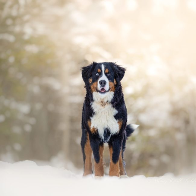 Bernese Mountain Dog