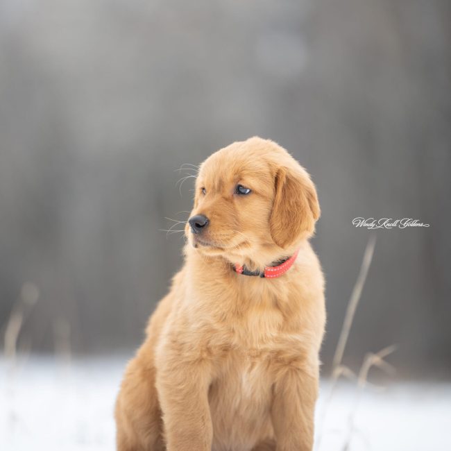 Golden Retriever Puppies