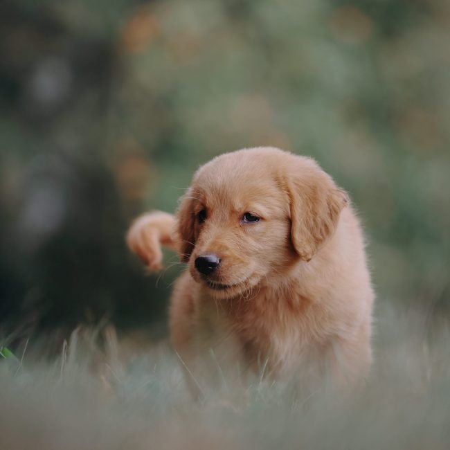 Maple Cute Dark Red Golden Retriever Puppy For Sale Near Me Maple Cute Dark Red Golden Retriever Puppy For Sale Near Me