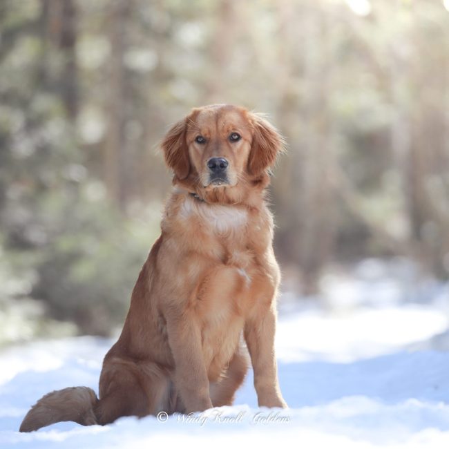 Molly AKC Golden Retriever in Maine Windy Knoll Goldens