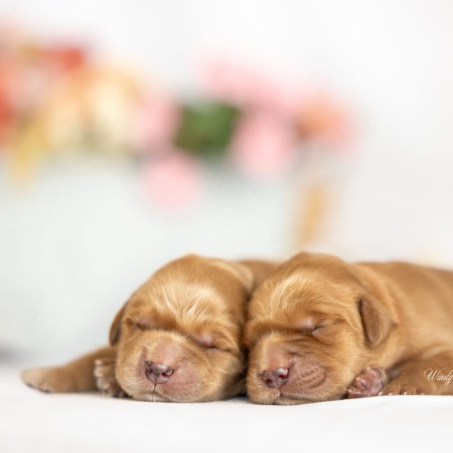 little ones puppies