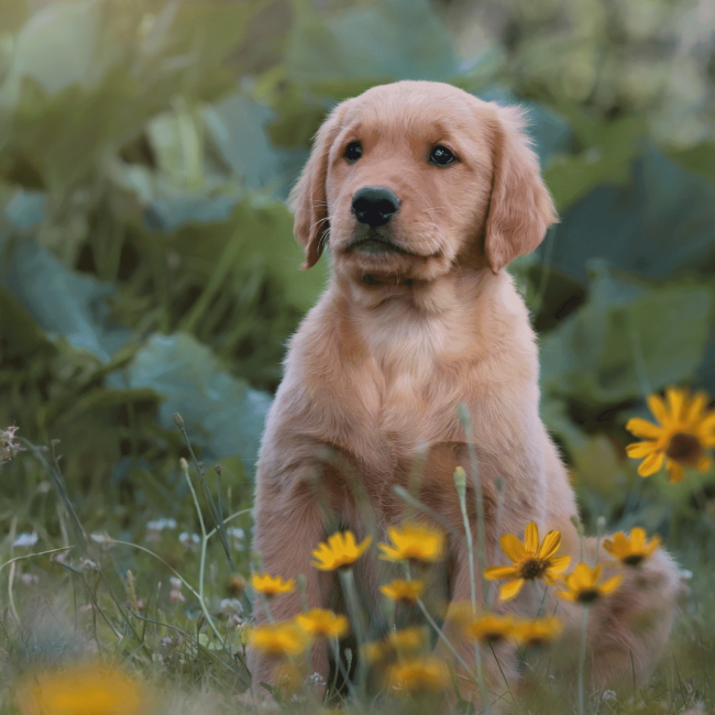 Moose AKC Golden Retriever Puppy in Maine