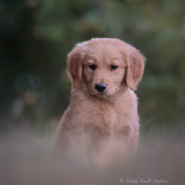 Moose Dark Red Golden Retriever Puppy Windy Knoll Goldens