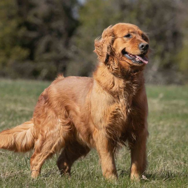 Patsy of Windy Knoll Goldens AKC Dark Red Golden Retriever