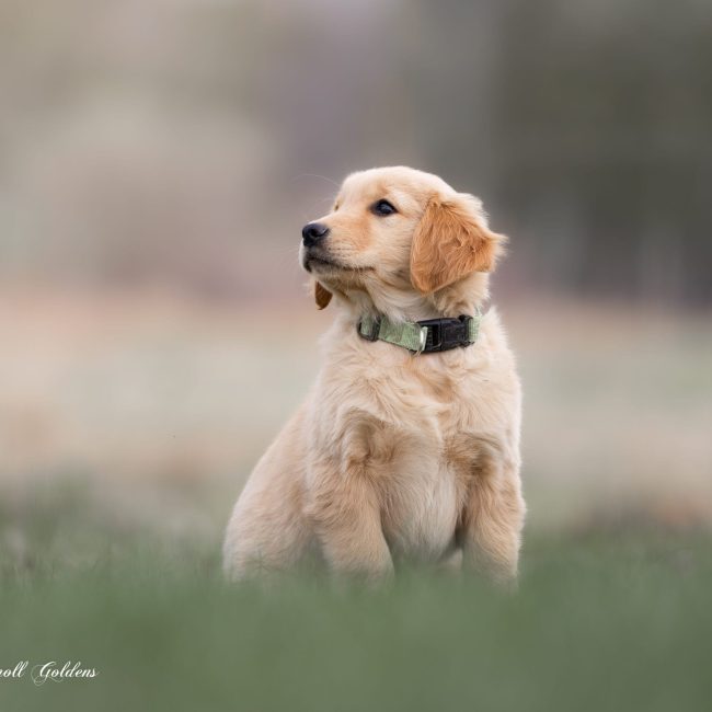 Pearl AKC Golden Retreiver Puppy for Sale in New England Windy Knoll Goldens