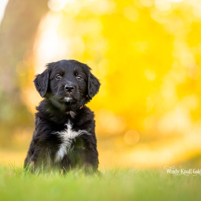 Peony, a tuxedo Golden Mountain Dog puppy at Windy Knoll Goldens in Bradford, Maine