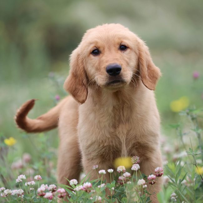 Pepper Windy Knoll Goldens AKC Dark Red Golden Retriever Puppy For Sale Near Boston MA