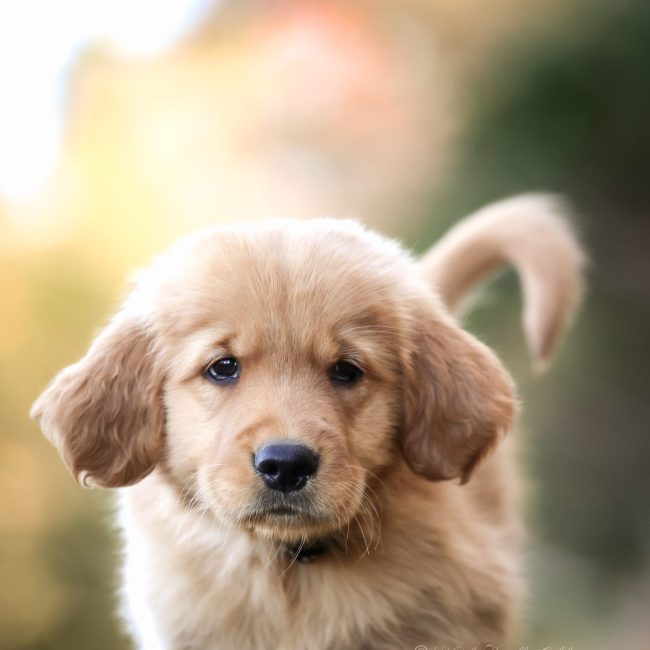 golden retriever in New England