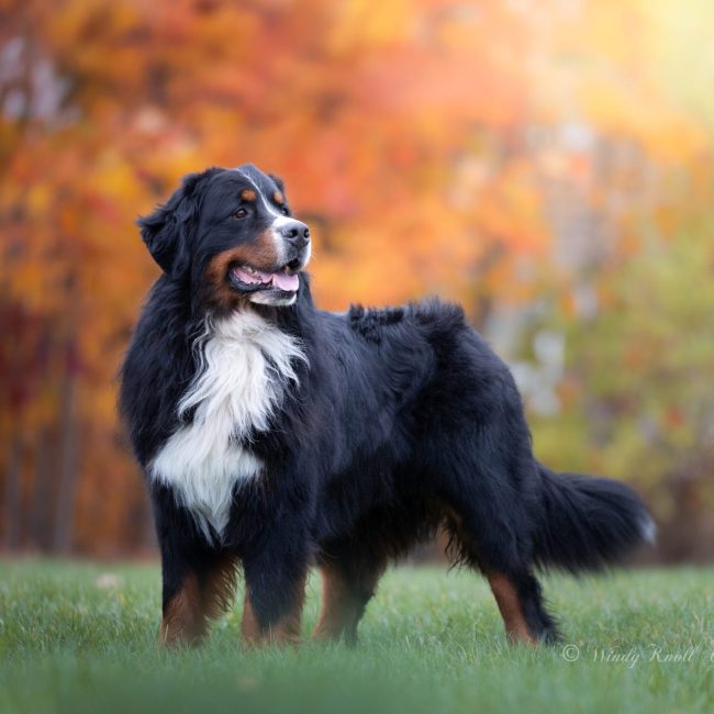 Bernese Mountain Dog