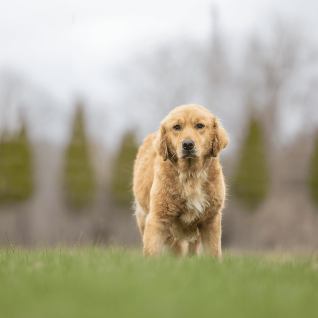 Golden Retriever standing in a field