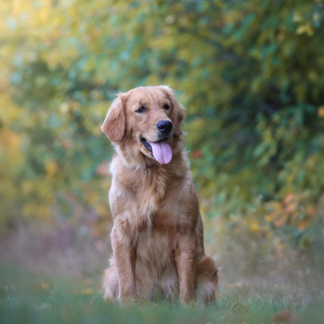 Ruby AKC American Golden Retriever Windy Knoll Goldens AKC Breeder